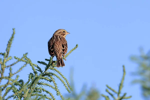 Small Lincoln Sparrow Perched Small Green Twig Saltese Flats Area — Stock Photo, Image