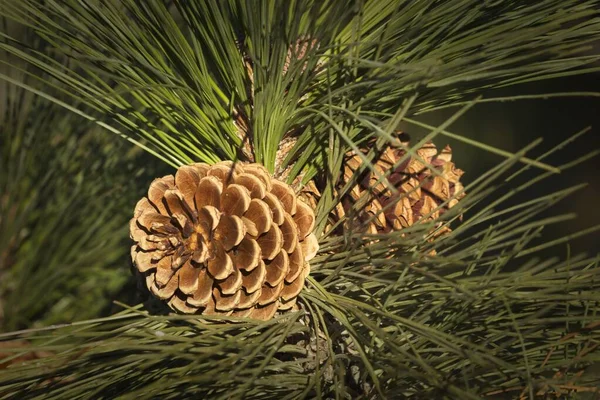 Una Foto Cerca Conos Pino Árbol Rodeado Largas Agujas Pino —  Fotos de Stock