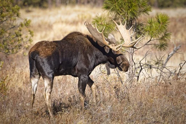 Alce Toro Encuentra Una Zona Cubierta Hierba Del Refugio Turnbull —  Fotos de Stock