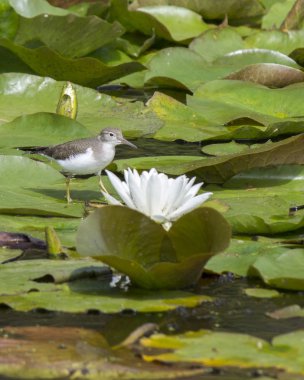 Nilüfer arkasında kum kuşu.