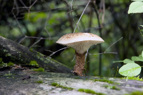 Mushroom on log. — Stock Photo, Image