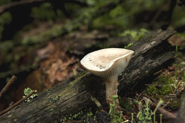 Mushroom on forest floor. — Stock Photo, Image