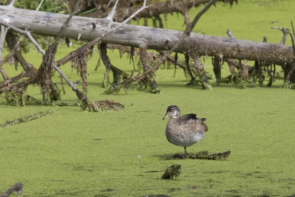 Canard solitaire dans les marais . — Photo