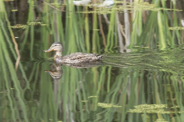 Canard nageant dans l'étang . — Photo