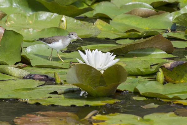 Sandpiper by water lily. — Stock Photo, Image