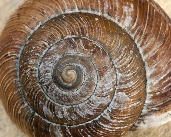 Primo piano del guscio di lumaca . — Foto Stock