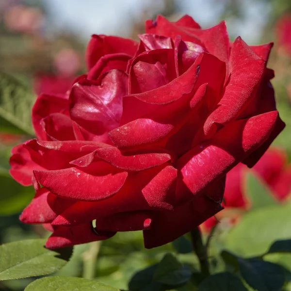 Primo piano di preziosa rosa di platino . — Foto Stock