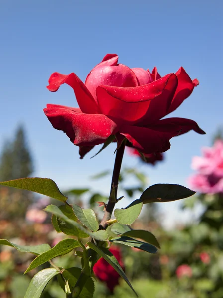 Precious platinum rose in harden. — Stock Photo, Image