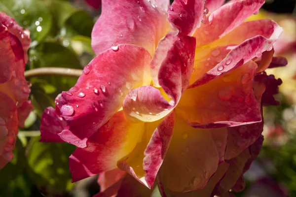 Wassertropfen auf einer Rose. — Stockfoto