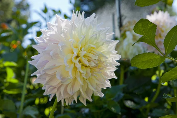 Bellissimo fiore di dalia bianco. — Foto Stock