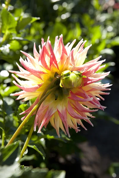 Valle di Glen Cathy Dahlia. — Foto Stock