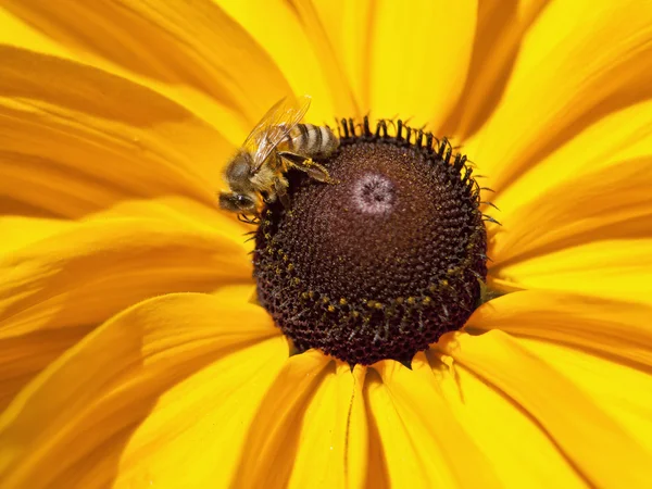 Biene auf schwarzem Auge Susan. — Stockfoto