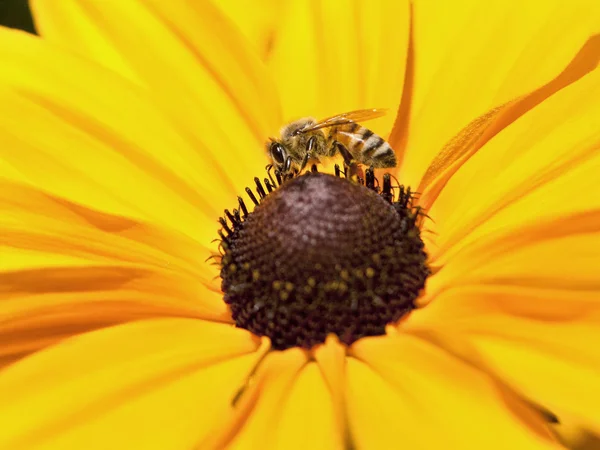 Biene auf Gänseblümchen. — Stockfoto