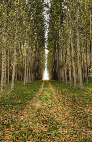 Földút vezet keresztül a fák. — Stock Fotó