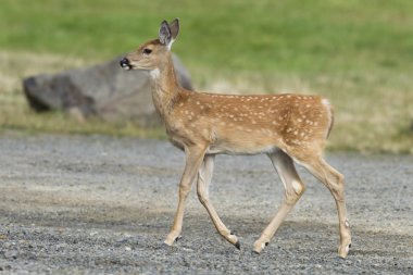 açık kahverengi parkta yürüyor.