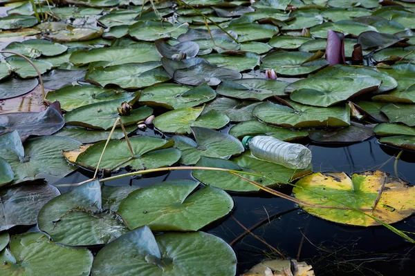 Basura en el lago . — Foto de Stock