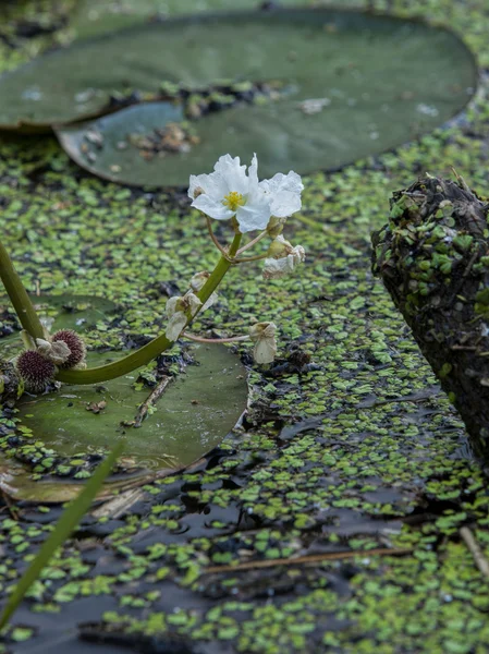 Kleine Blume im Feuchtgebiet. — Stockfoto