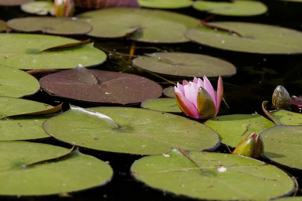 Primo piano di ninfee . — Foto Stock