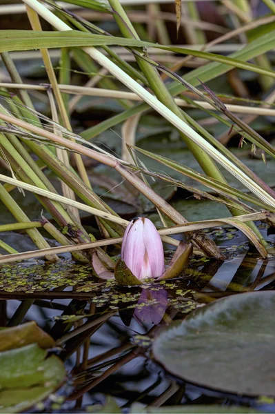 Seerose. — Stockfoto