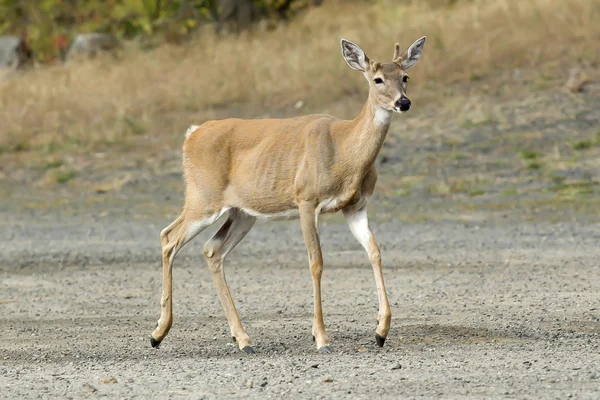 Deer walking. — Stock Photo, Image
