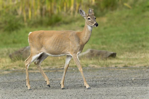 Herten in park. — Stockfoto