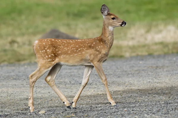 Young fawn in park. — Stock Photo, Image