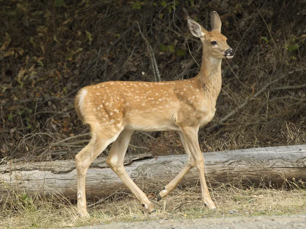 Close-up van jonge fawn. — Stockfoto