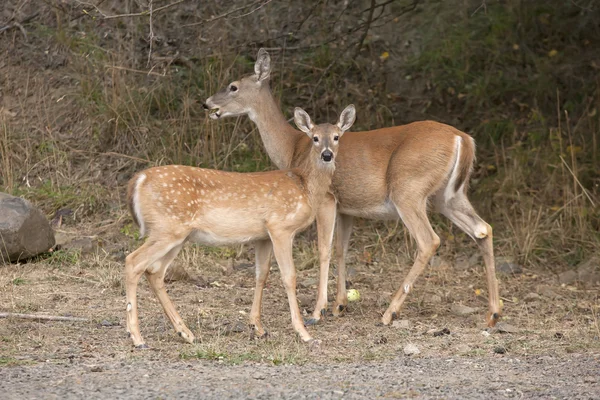 Moeder en fawn samen. — Stockfoto