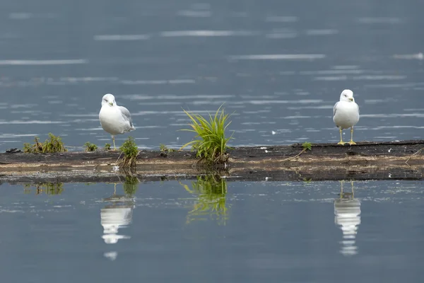 Two herring gulls. — Stock Photo, Image