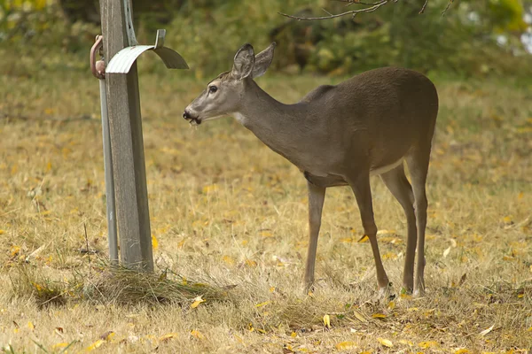 Hirsch im Gras per Post. — Stockfoto