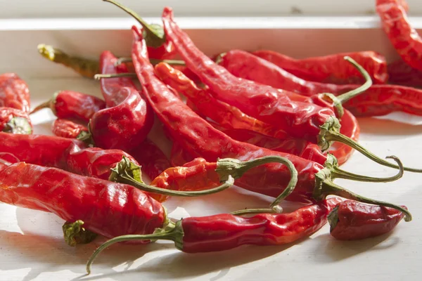 Paprika im Sonnenlicht. — Stockfoto