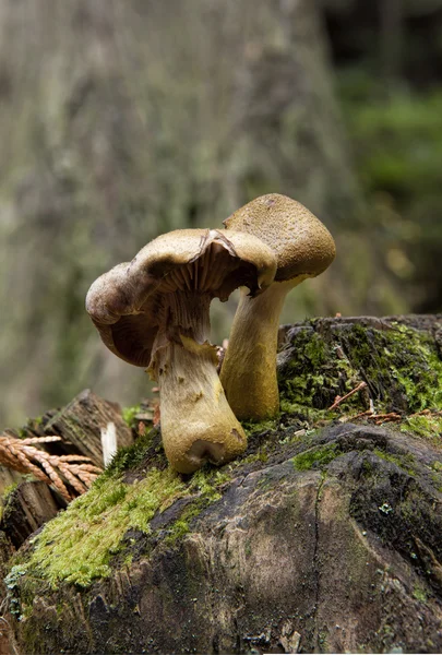 Wild mushrooms on a stump. — Stock Photo, Image