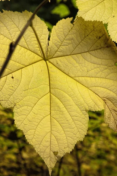 Podsvícené révy javorový list. — Stock fotografie