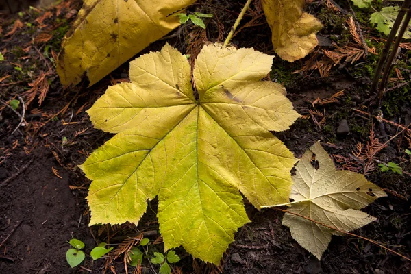 Large vine maple leaf. — Stock Photo, Image