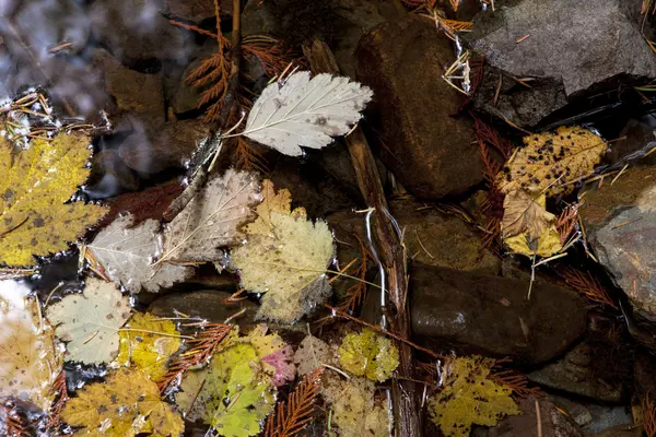 Foglie autunnali galleggianti . — Foto Stock