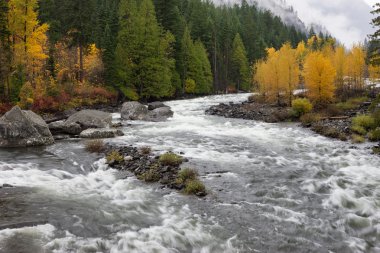 Whitewater on the Wenatchee River. clipart