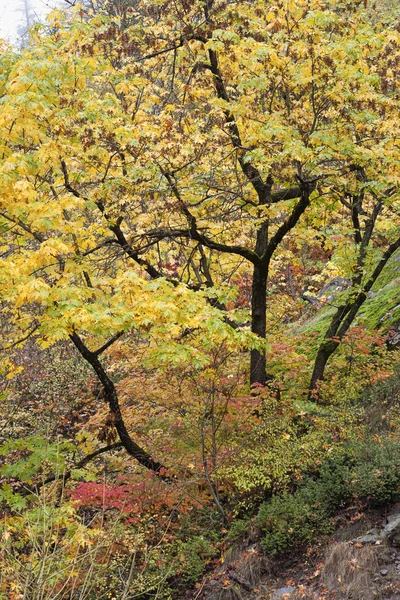 Živé žluté listí na stromě. — Stock fotografie