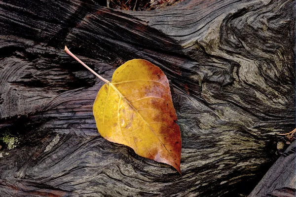 Yellow leaf on log. — Stock Photo, Image