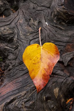 Groved, yıpranmış oturum açma yaprak.