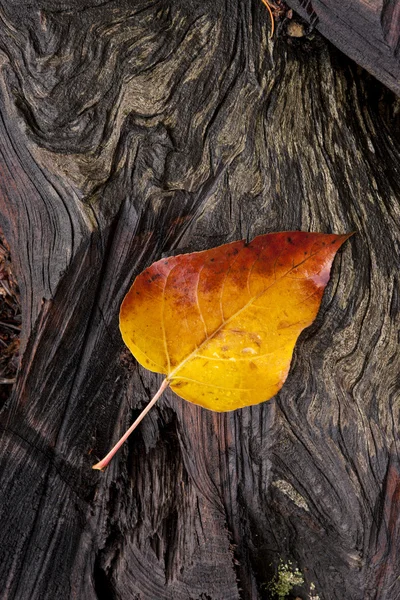 Hoja amarilla sobre tronco húmedo . — Foto de Stock