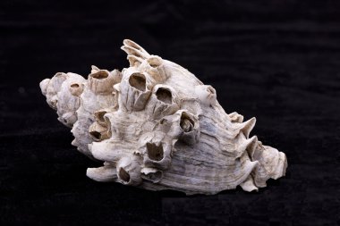 Bir deniz kabuğu kabuk kıskaç.