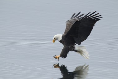 Kartal için balık ulaşır.