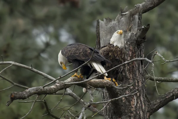 Deux aigles dans un arbre . — Photo