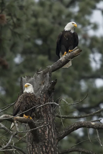 Aigles dans un arbre stérile . — Photo