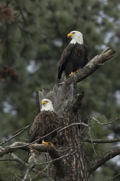 Two eagles perched. — Stock Photo, Image