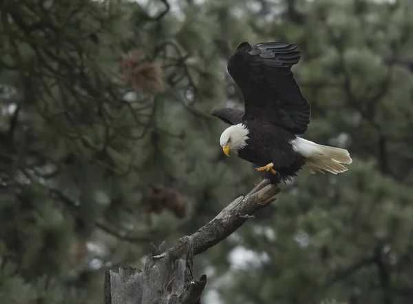 Eagle flaps its wings. — Stock Photo, Image