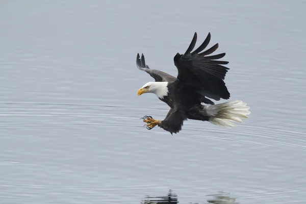 Eagle just above water. — Stock Photo, Image