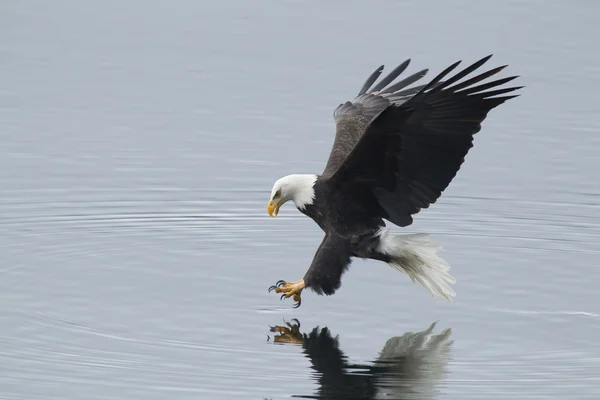 Eagle når för fisk. Royaltyfria Stockfoton