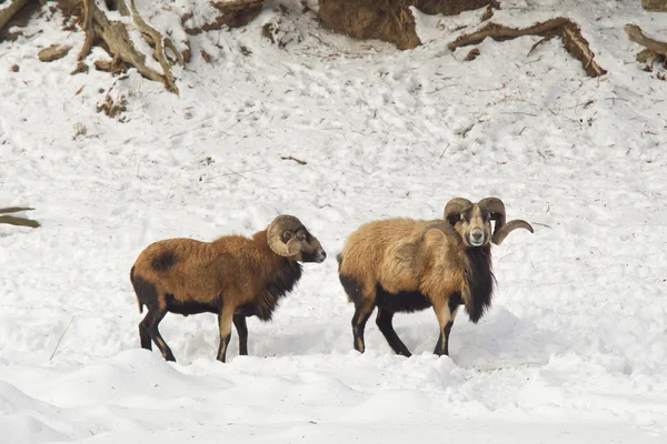 Duas ovelhas de barriga preta na neve . — Fotografia de Stock