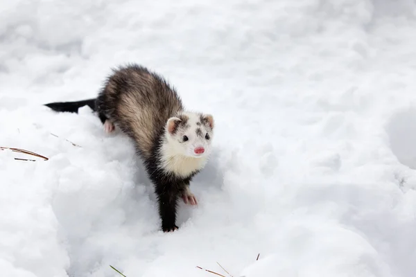 Frettchen im Schnee. — Stockfoto